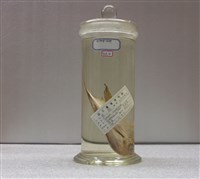 藏品(銀鯧)的圖片